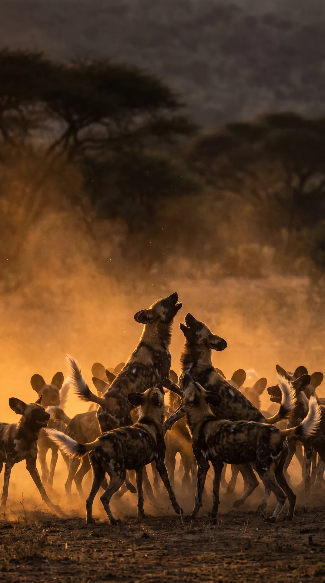 African Wild Dog 3