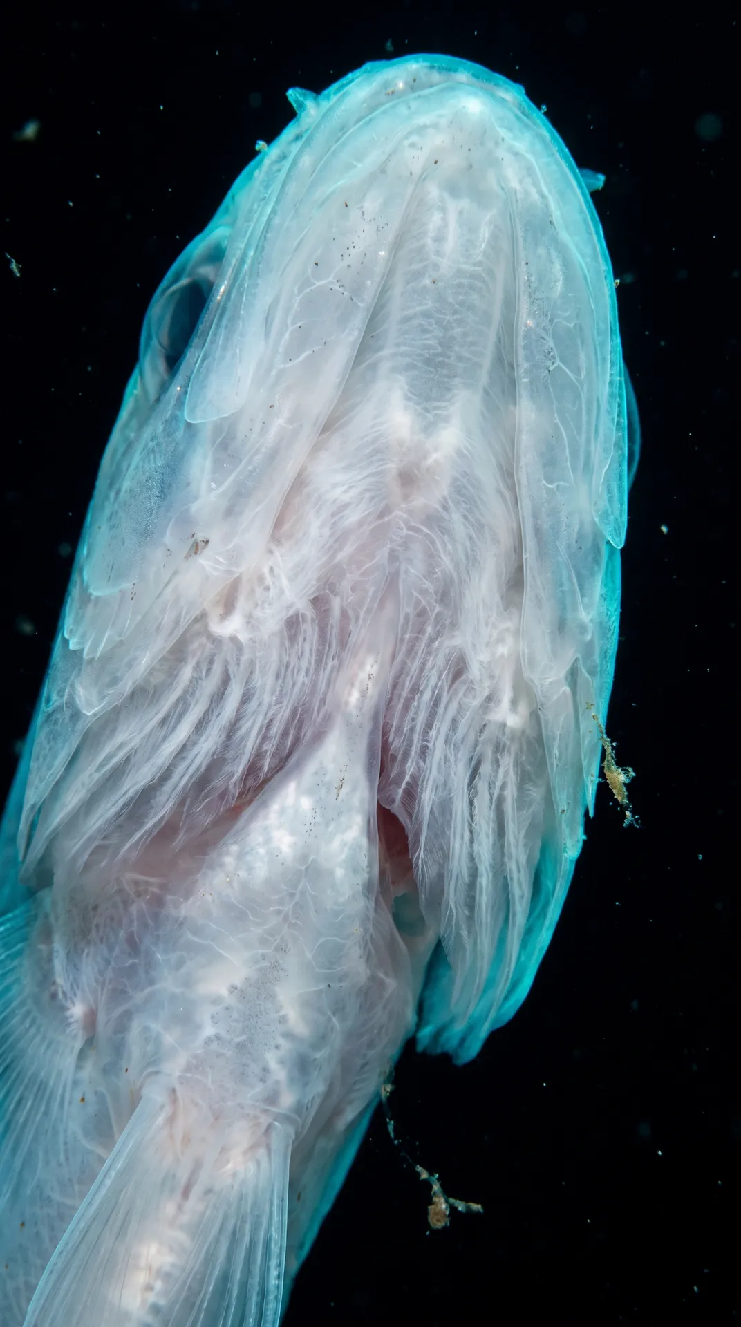 Antarctic Icefish 2