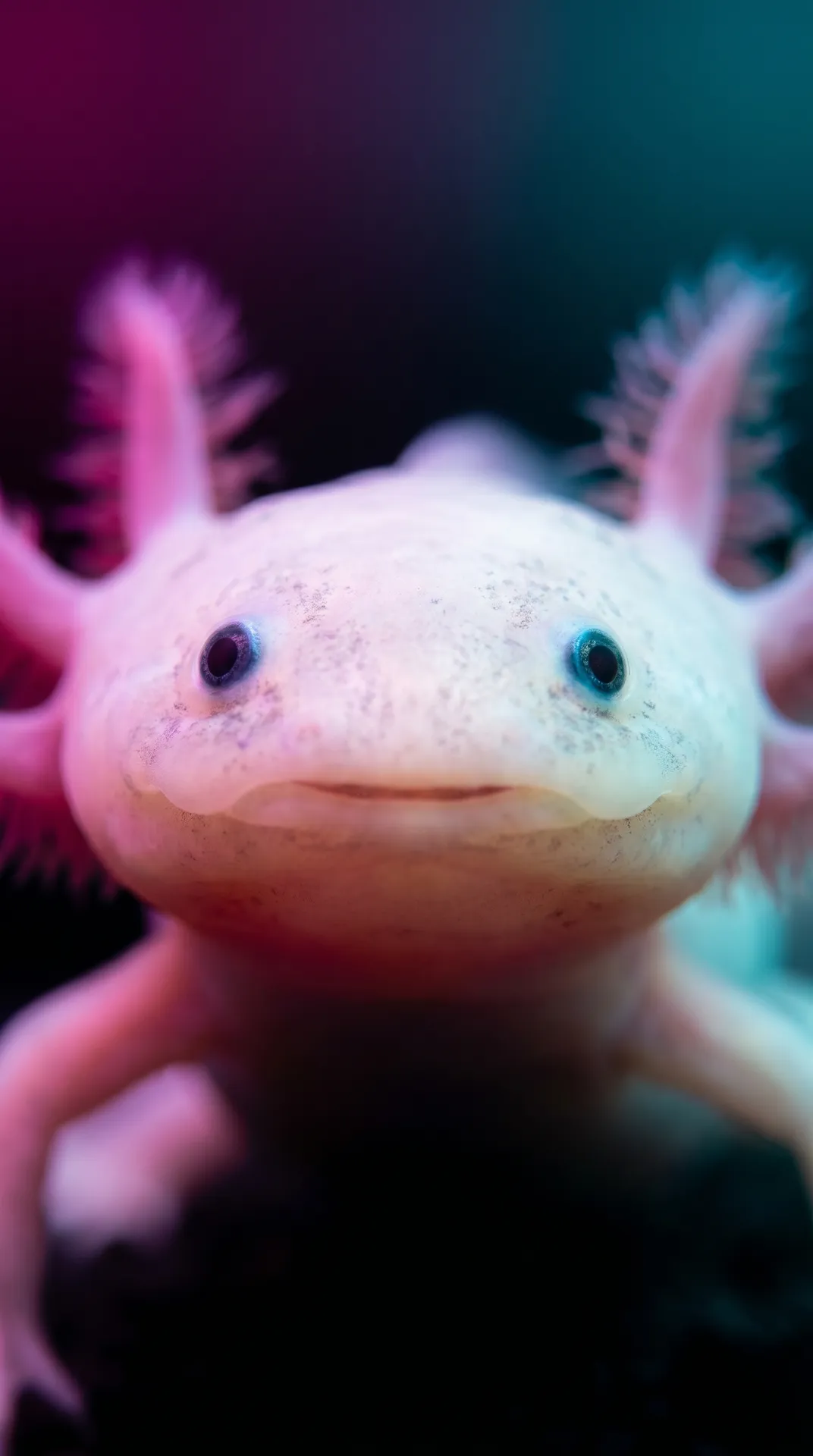 Axolotl 2