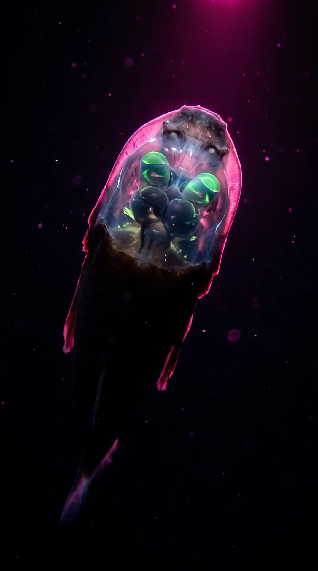 Barreleye