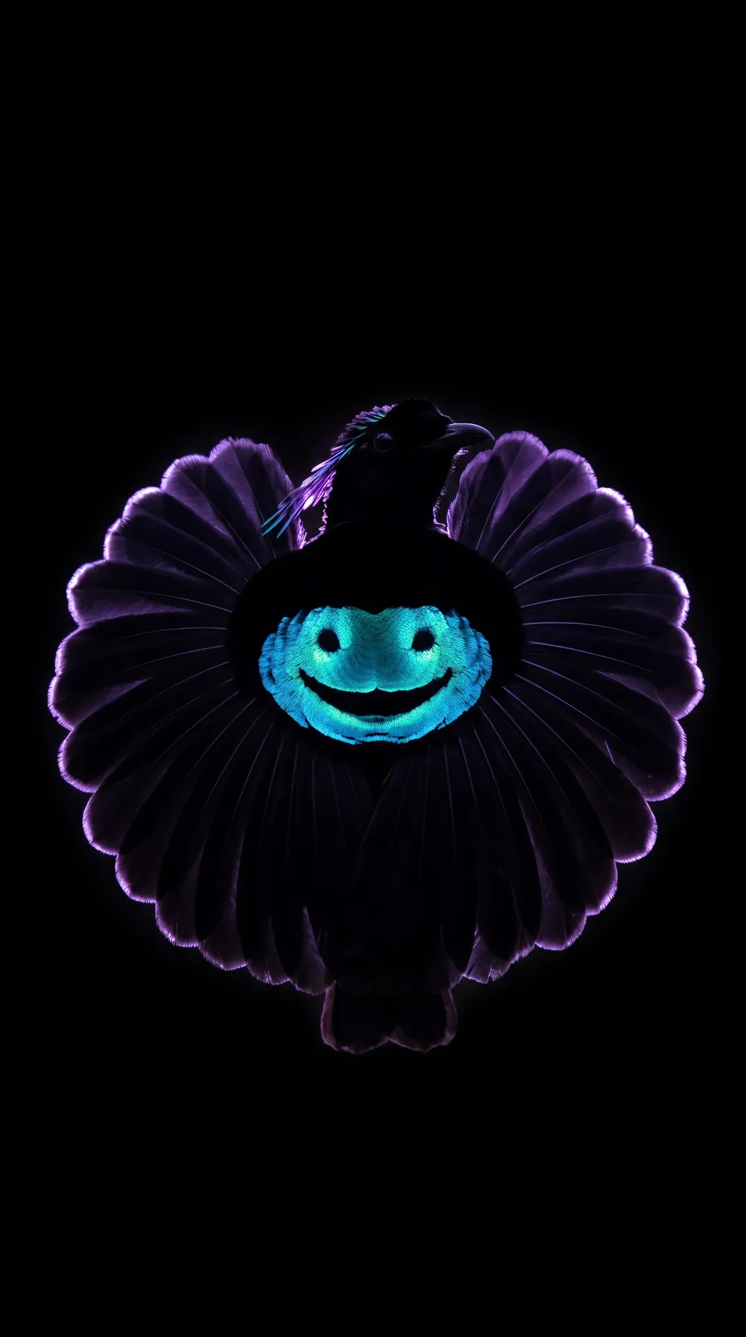Bird of Paradise