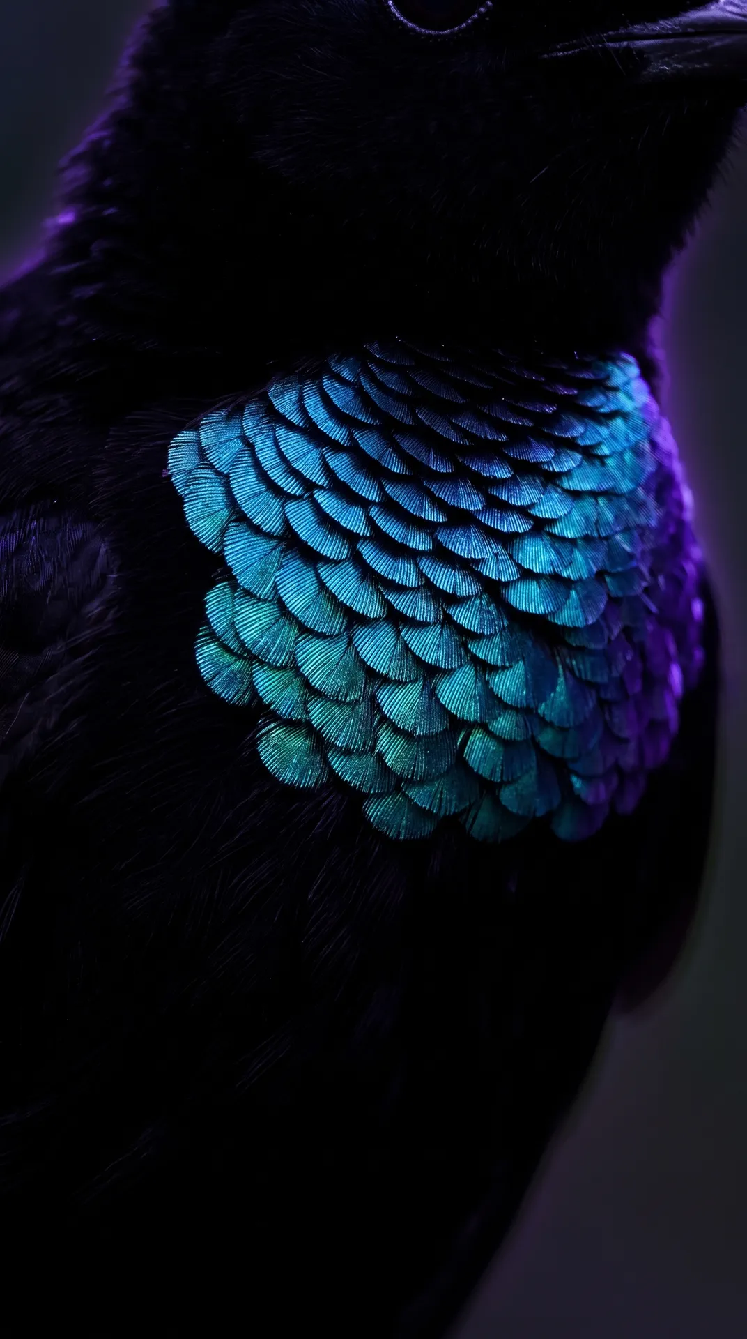 Bird of Paradise 2