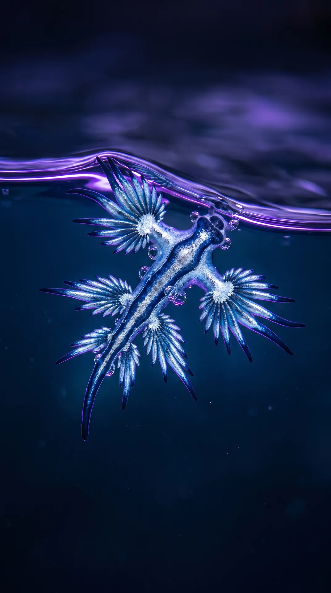Blue Dragon