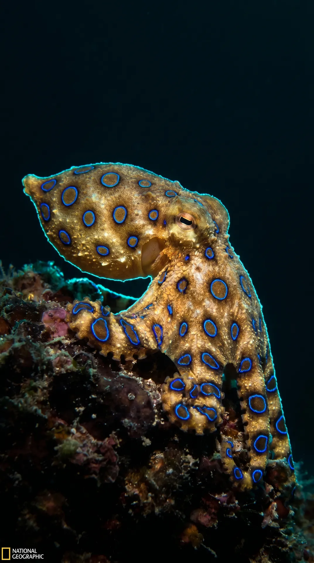 Blue-Ringed Octopus
