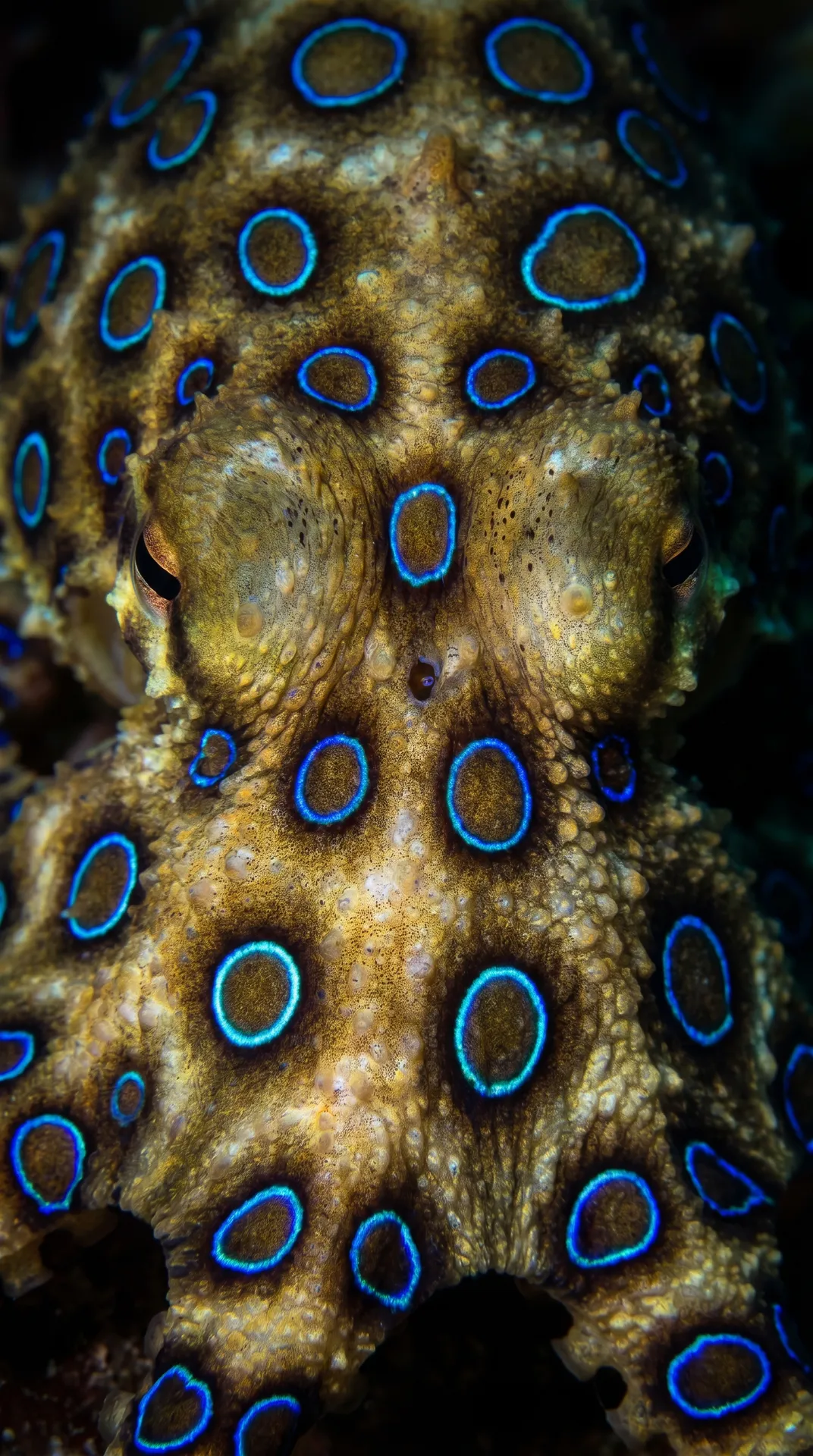 Blue-Ringed Octopus 2