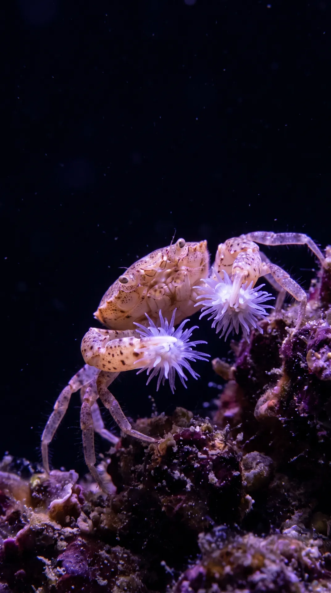 Boxer Crab