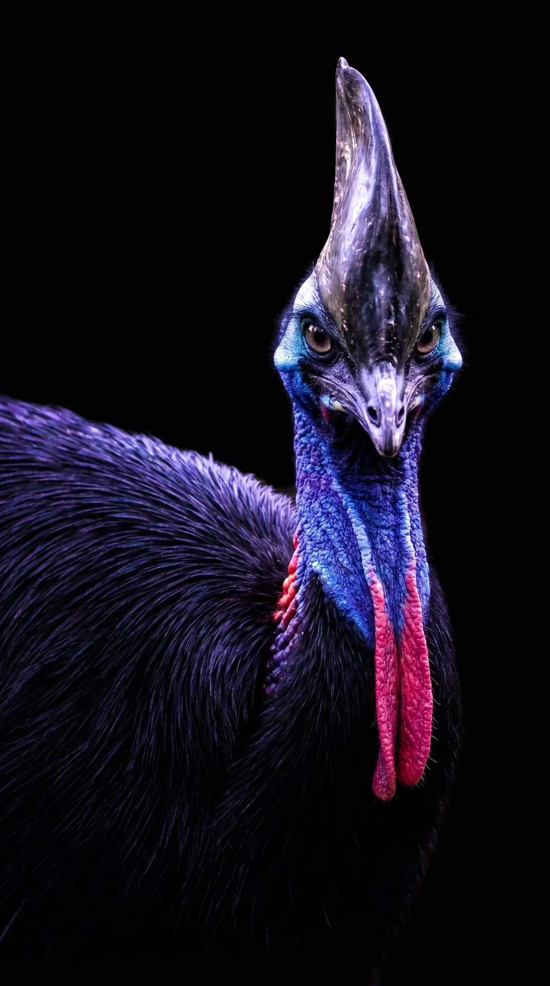 Cassowary