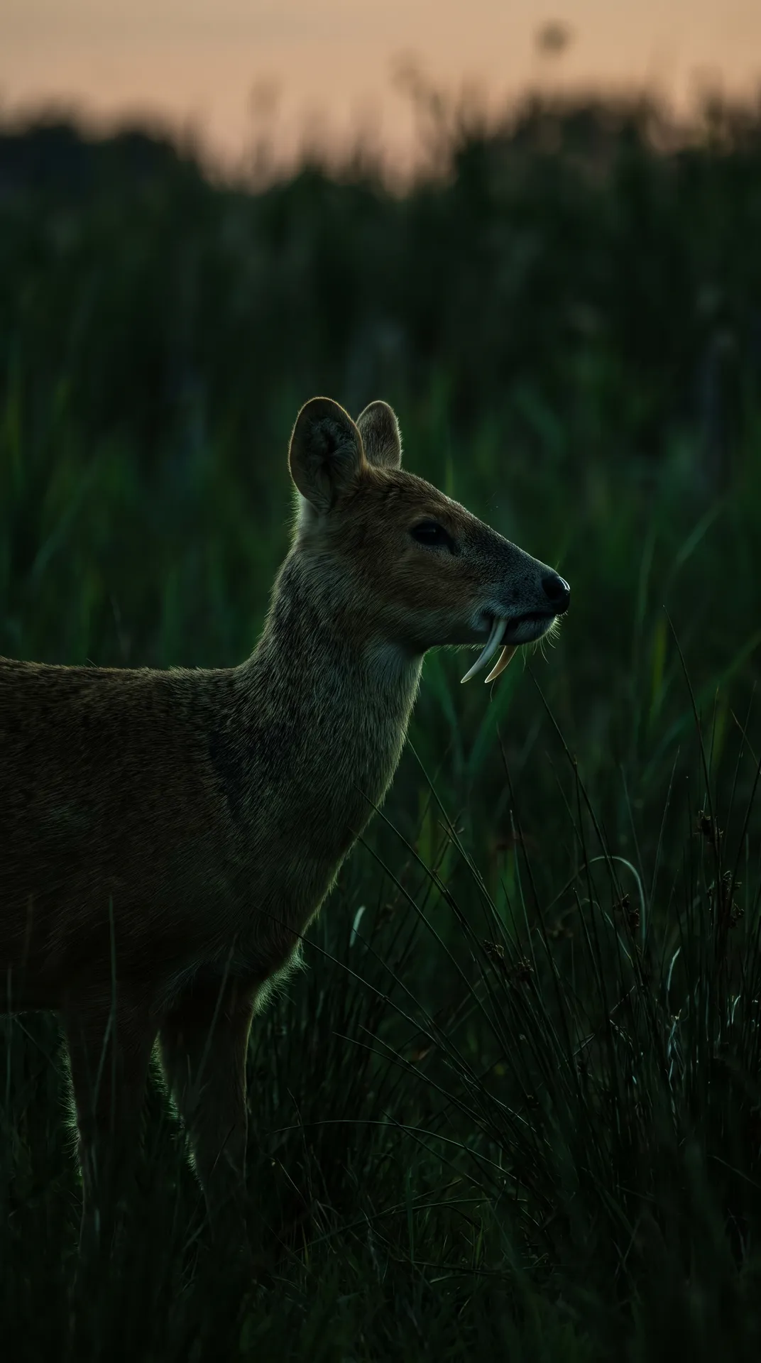 Chinese Water Deer
