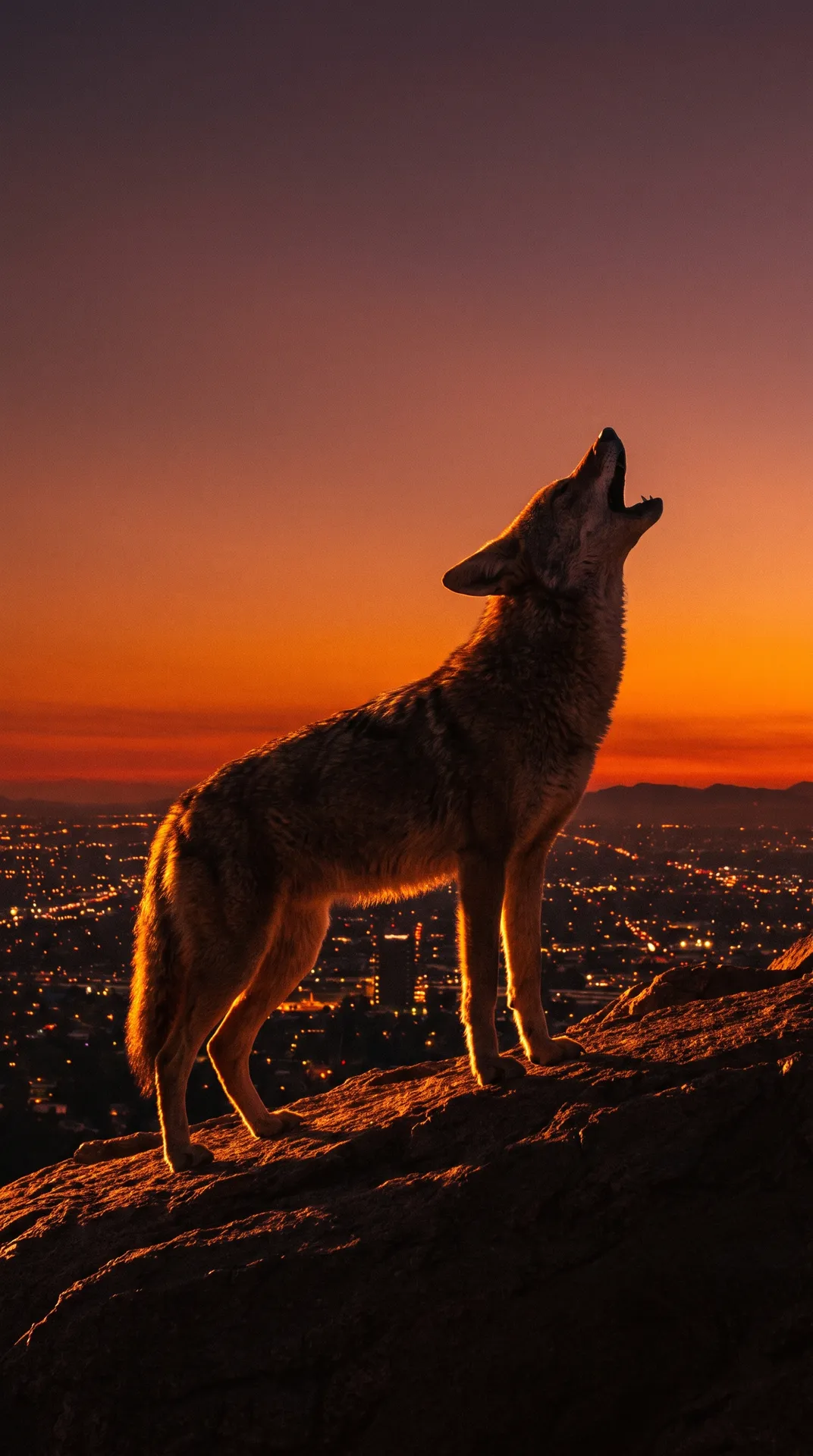 Coyote 3