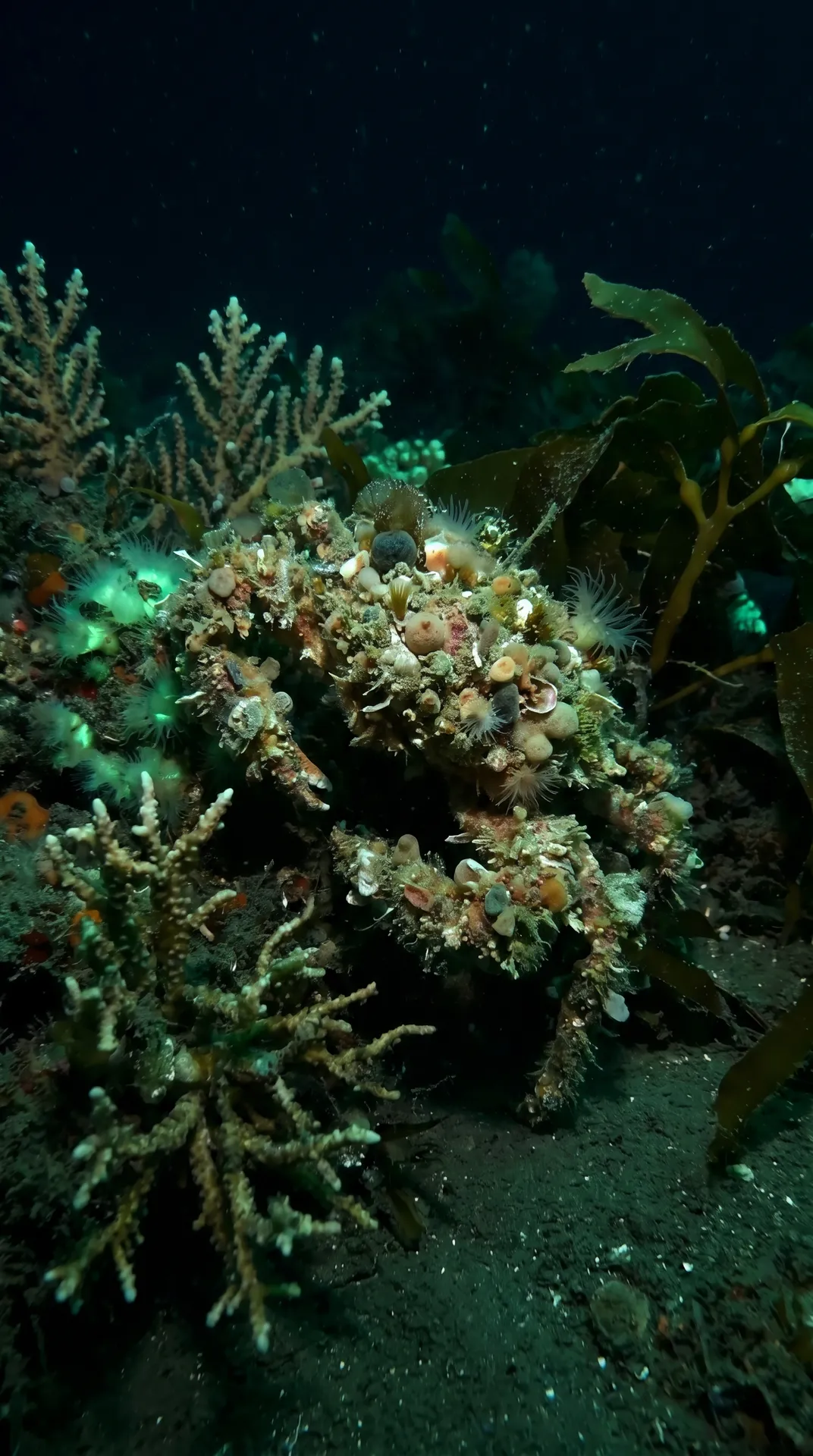 Decorator Crab 3
