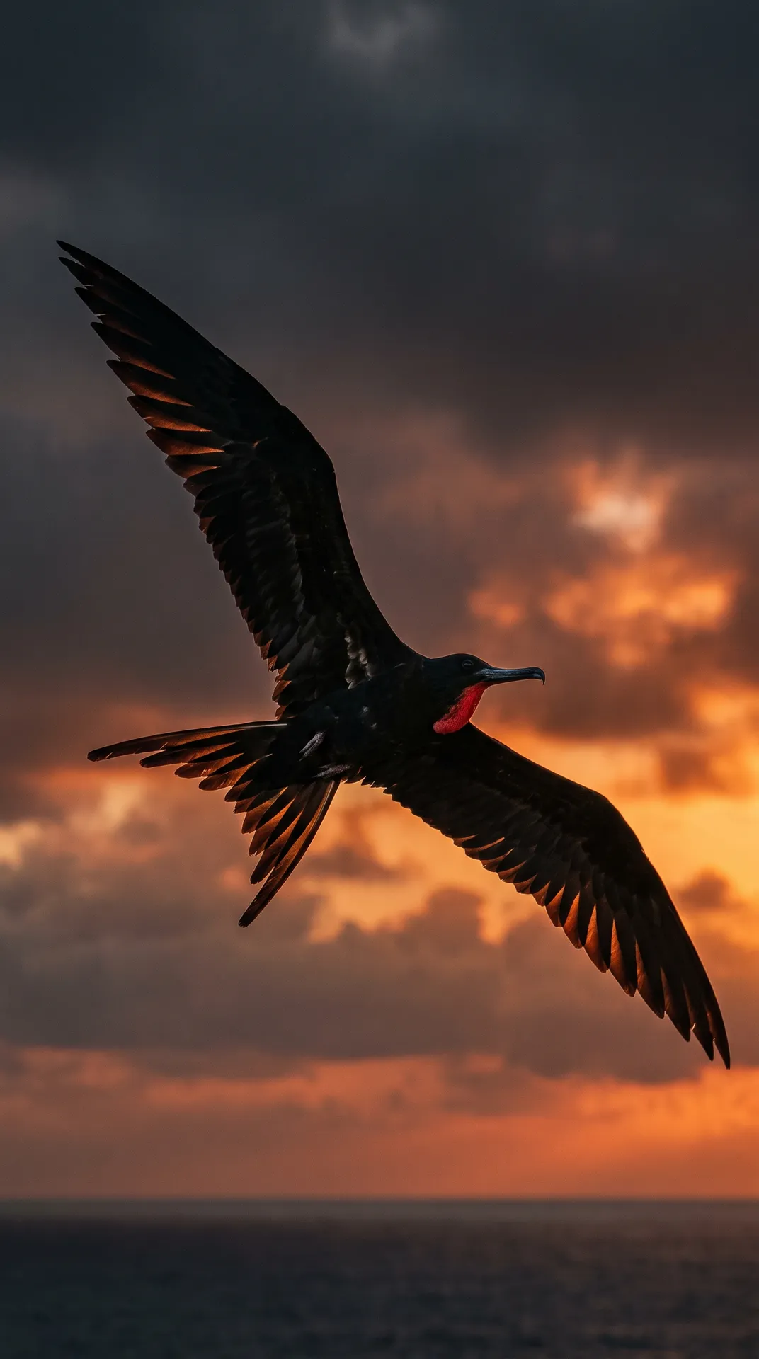Frigatebird 3