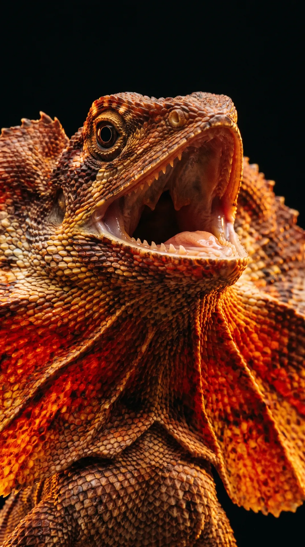 Frilled Lizard 2