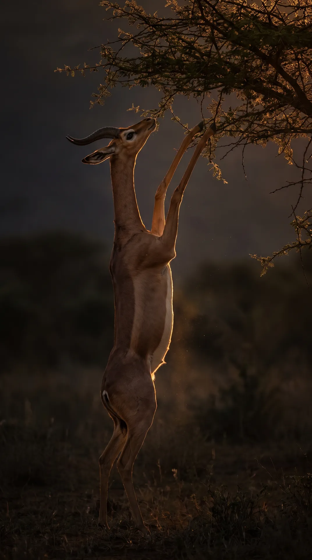 Gerenuk