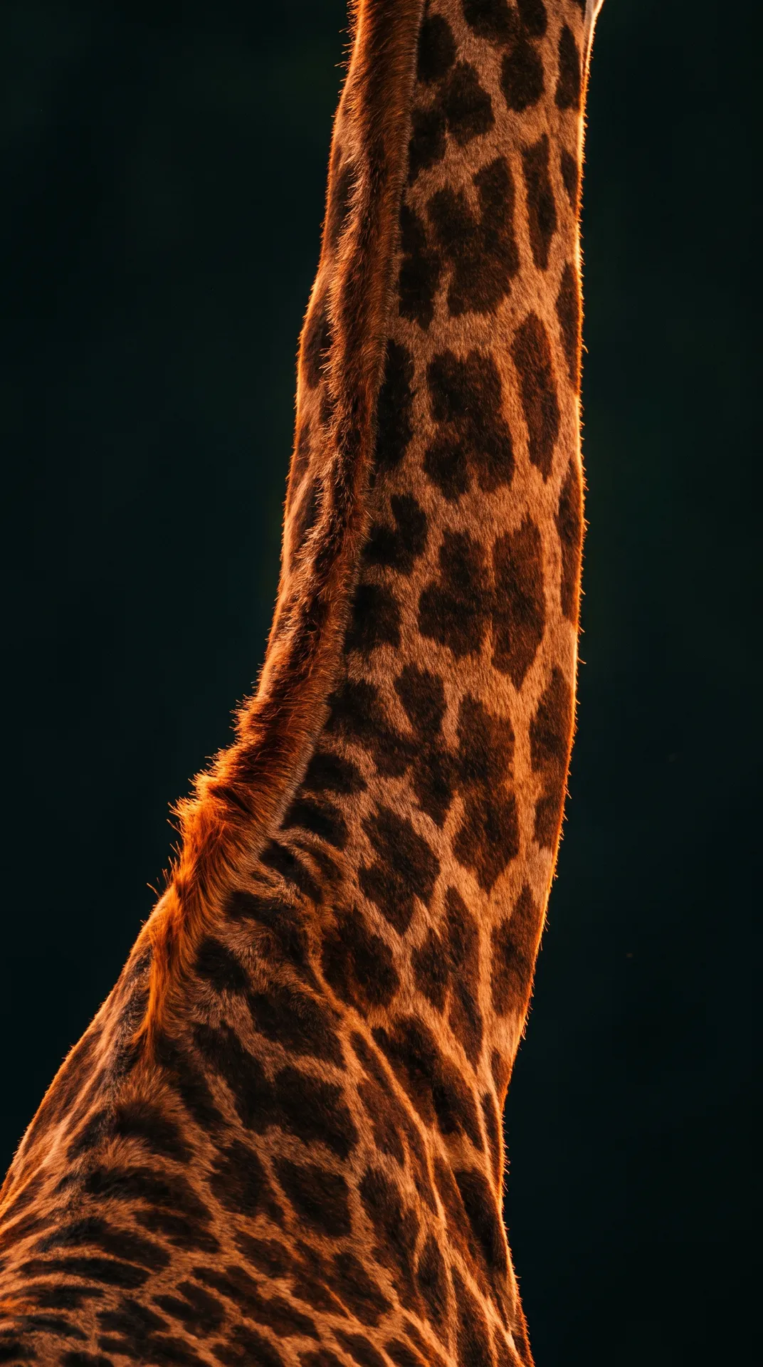 Giraffe 2