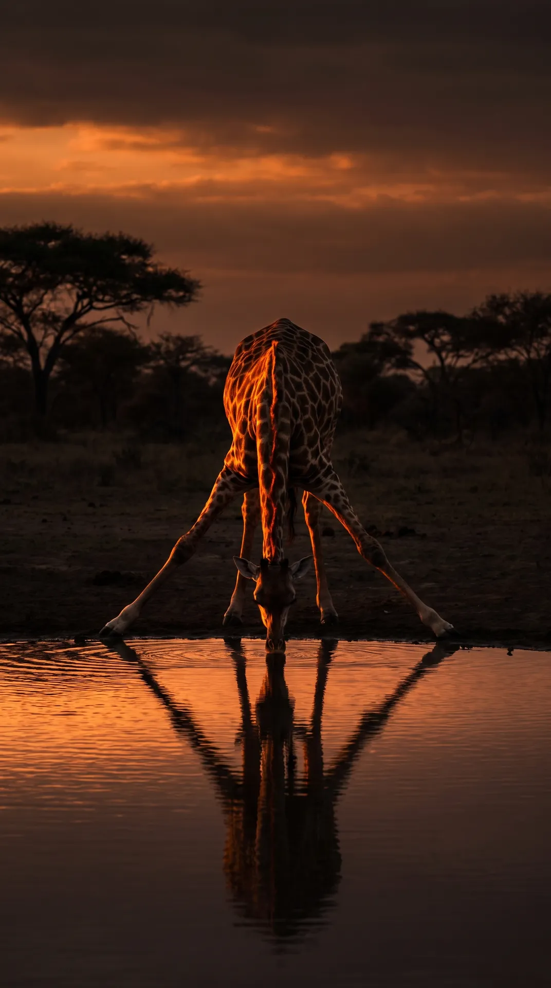 Giraffe 3
