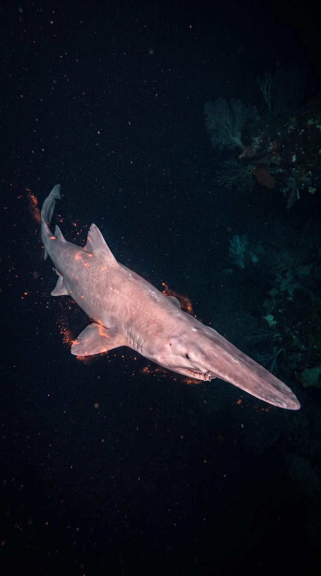 Goblin Shark 3