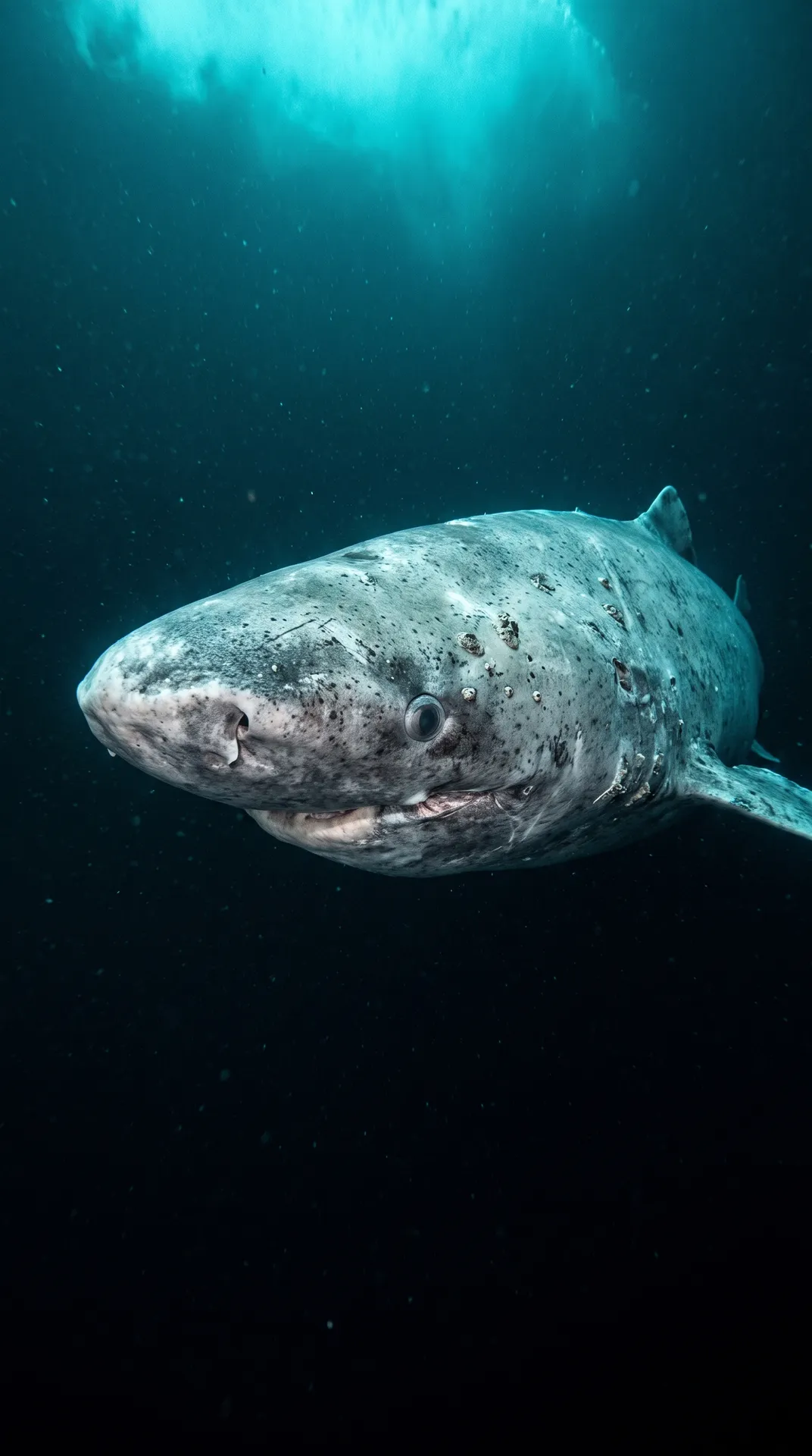 Greenland Shark