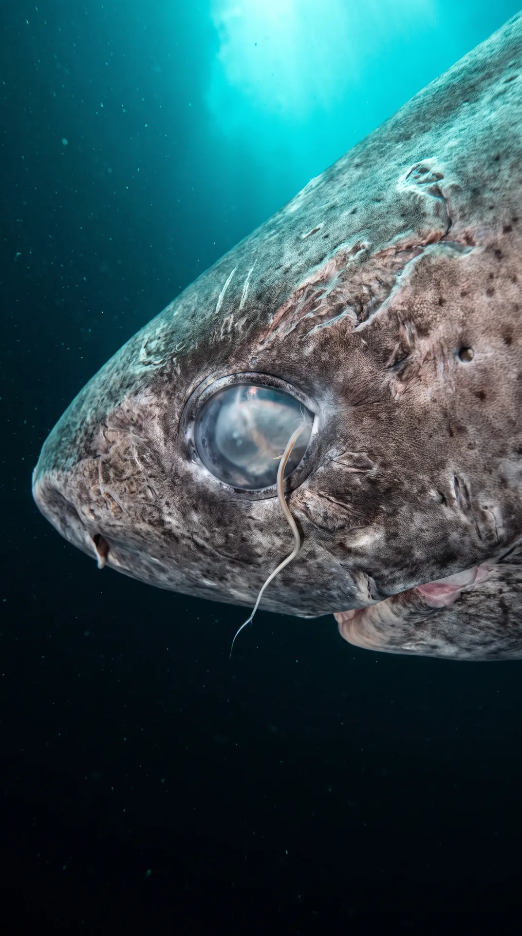 Greenland Shark 2