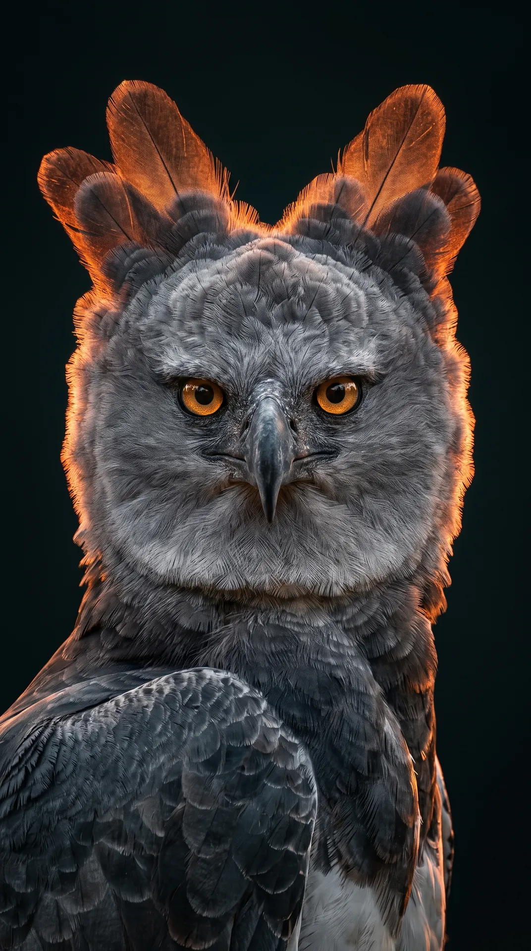 Harpy Eagle