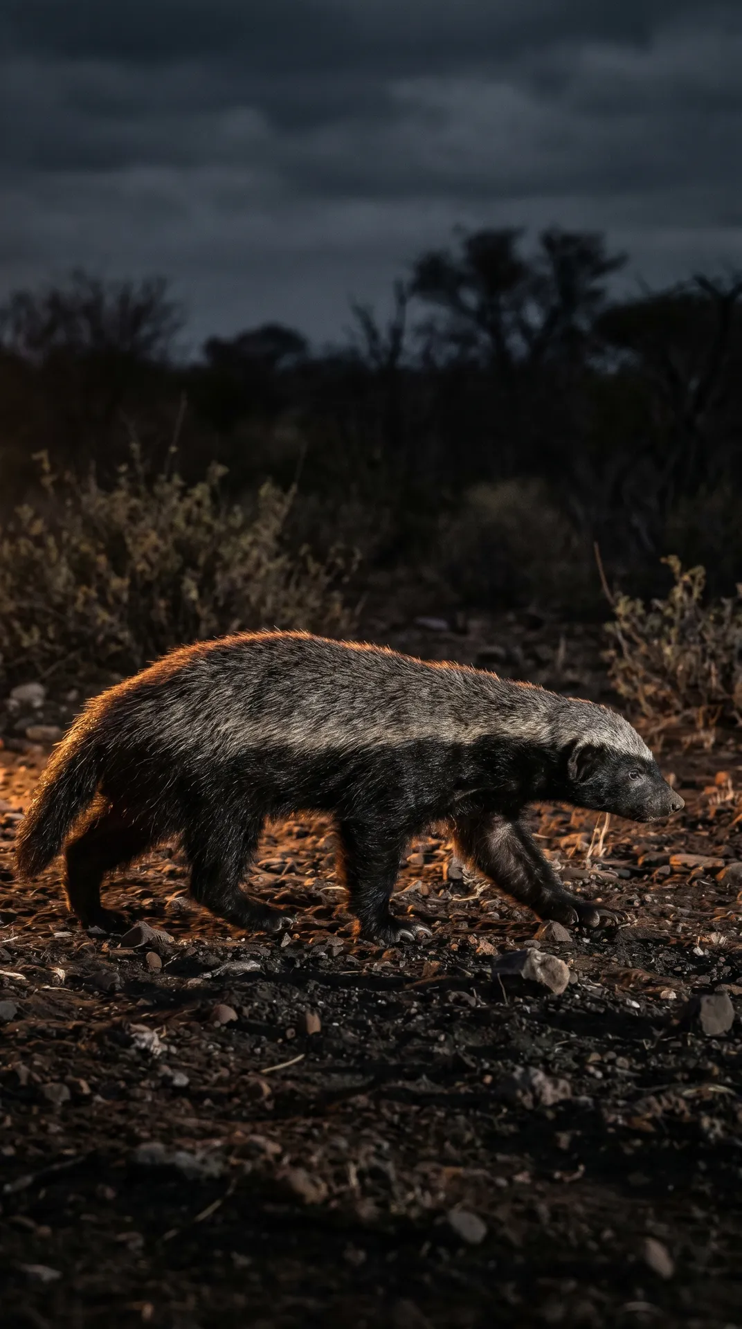 Honey Badger 3