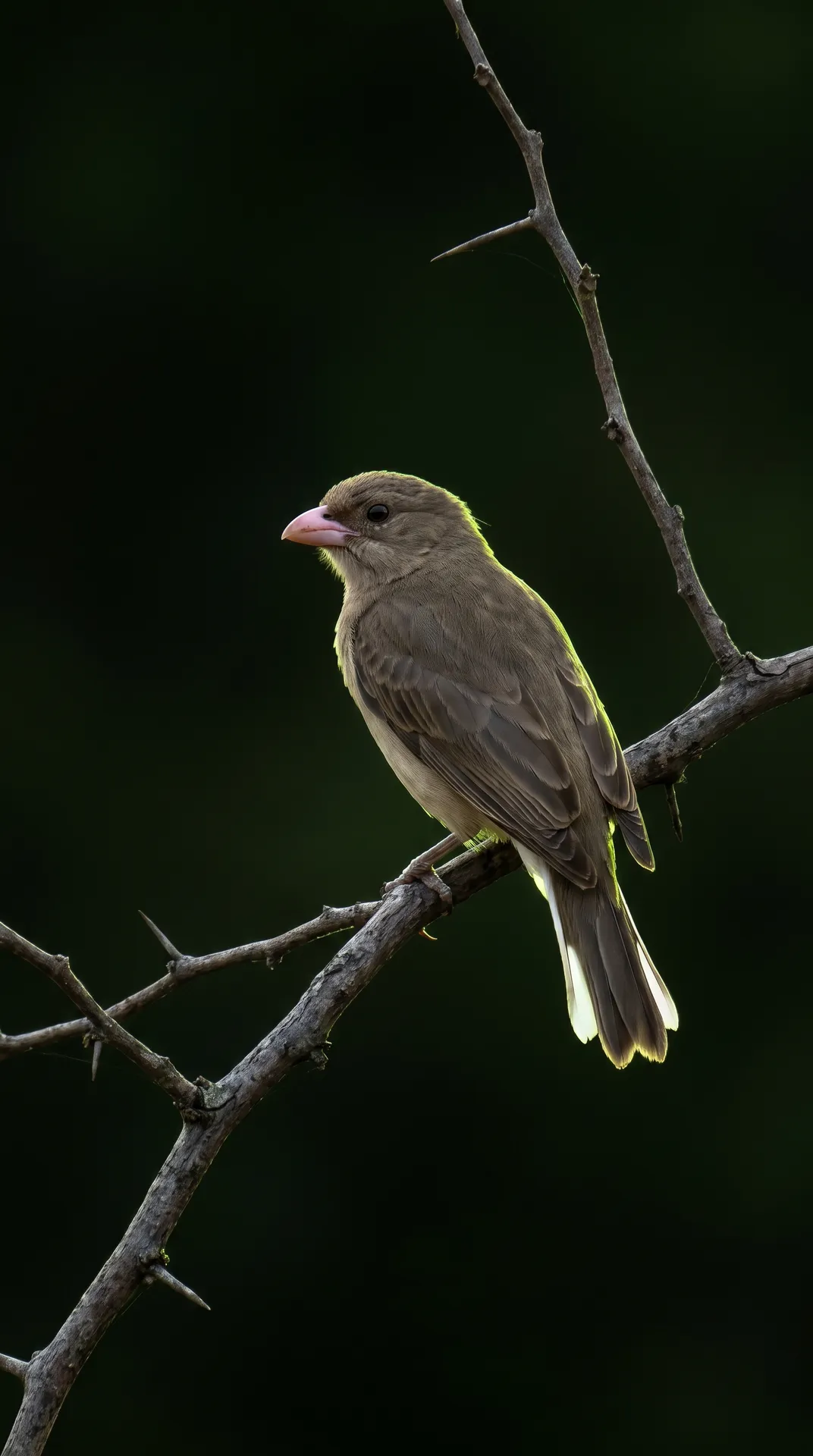 Greater Honeyguide