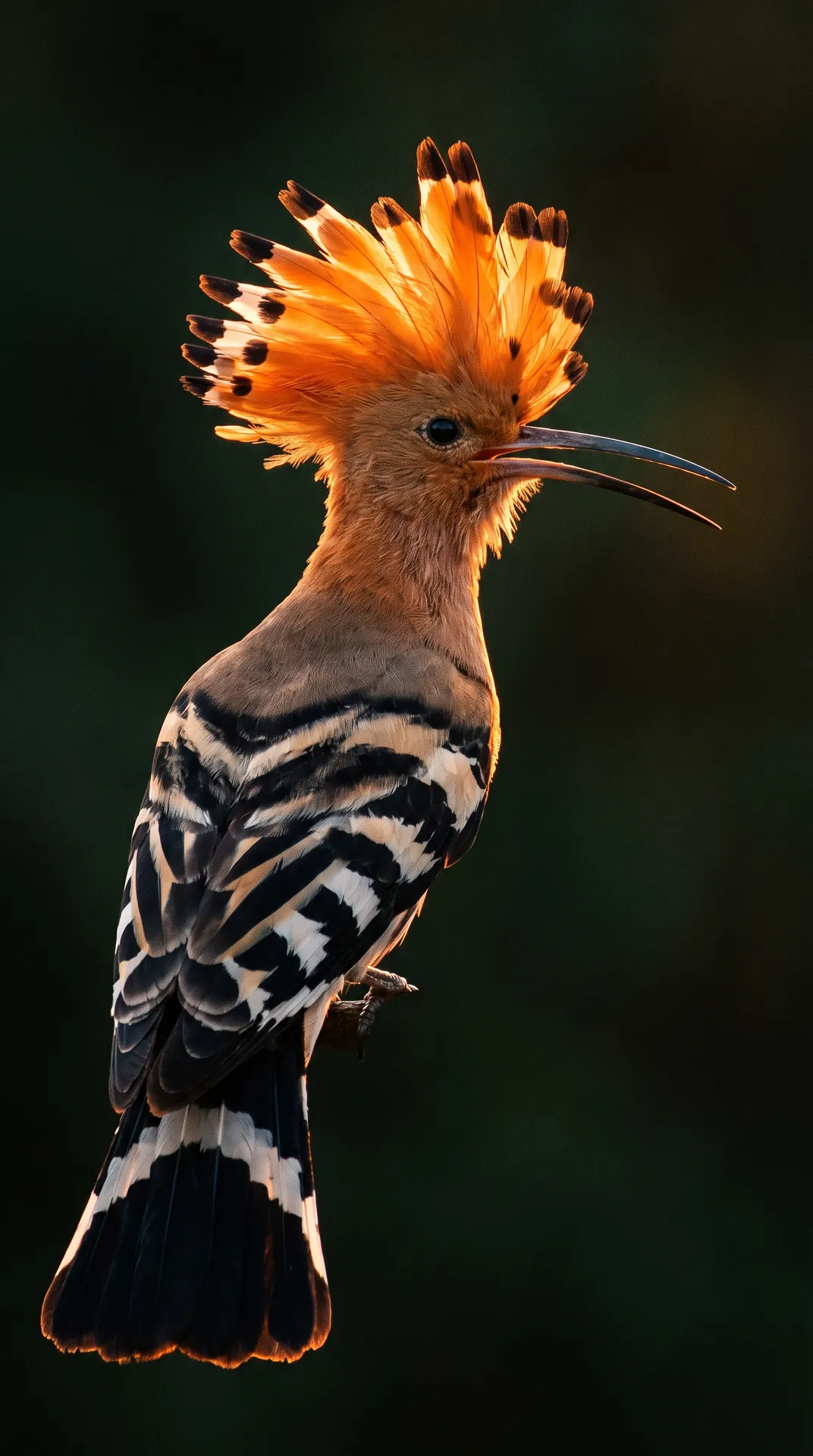 Hoopoe