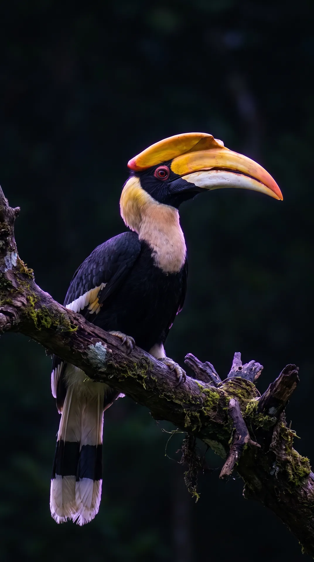 Hornbill