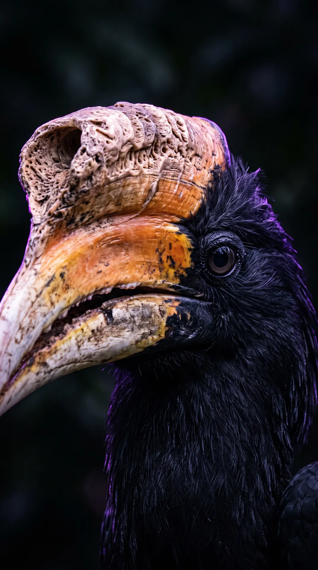 Hornbill 2