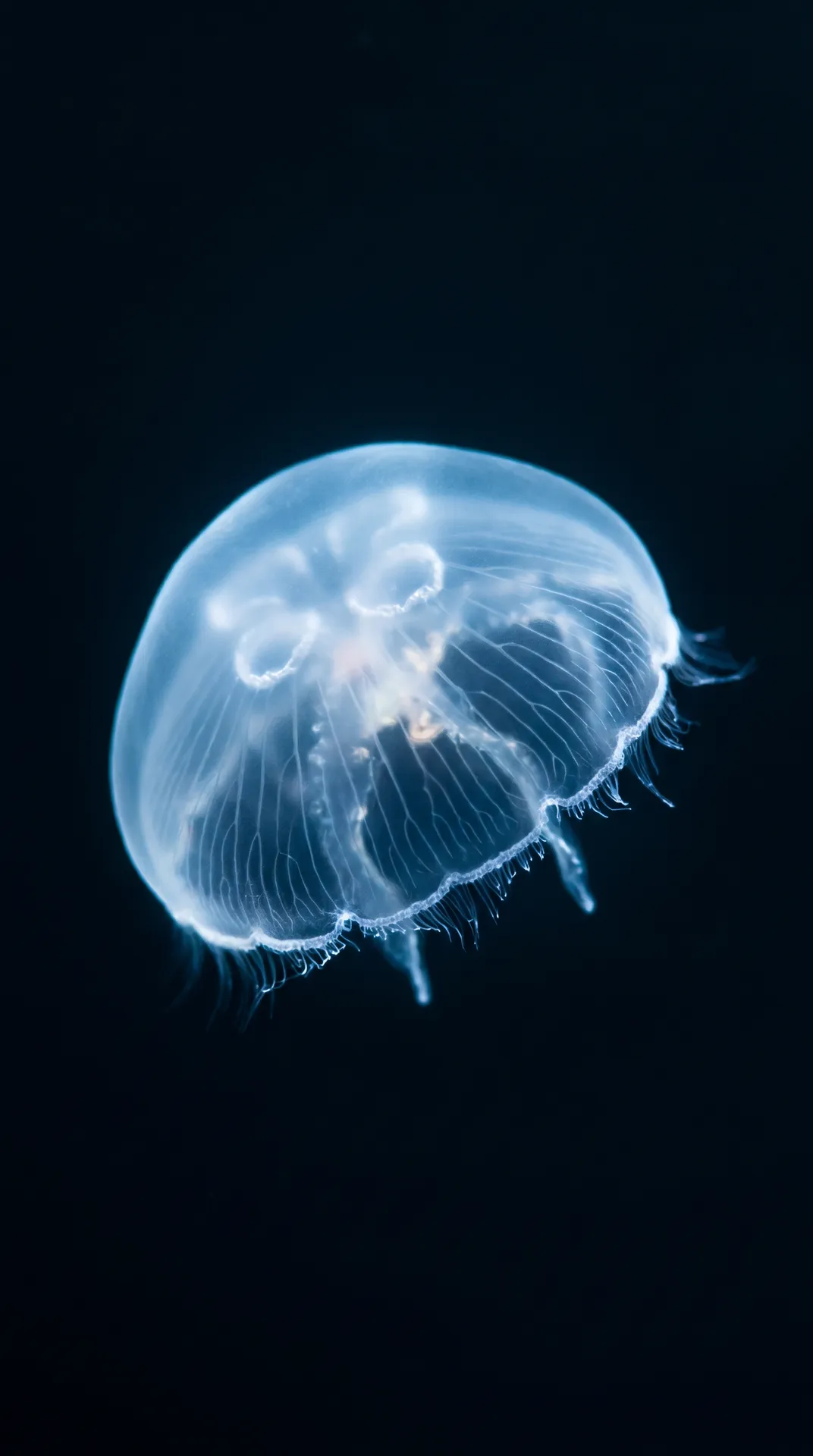 Immortal Jellyfish 2