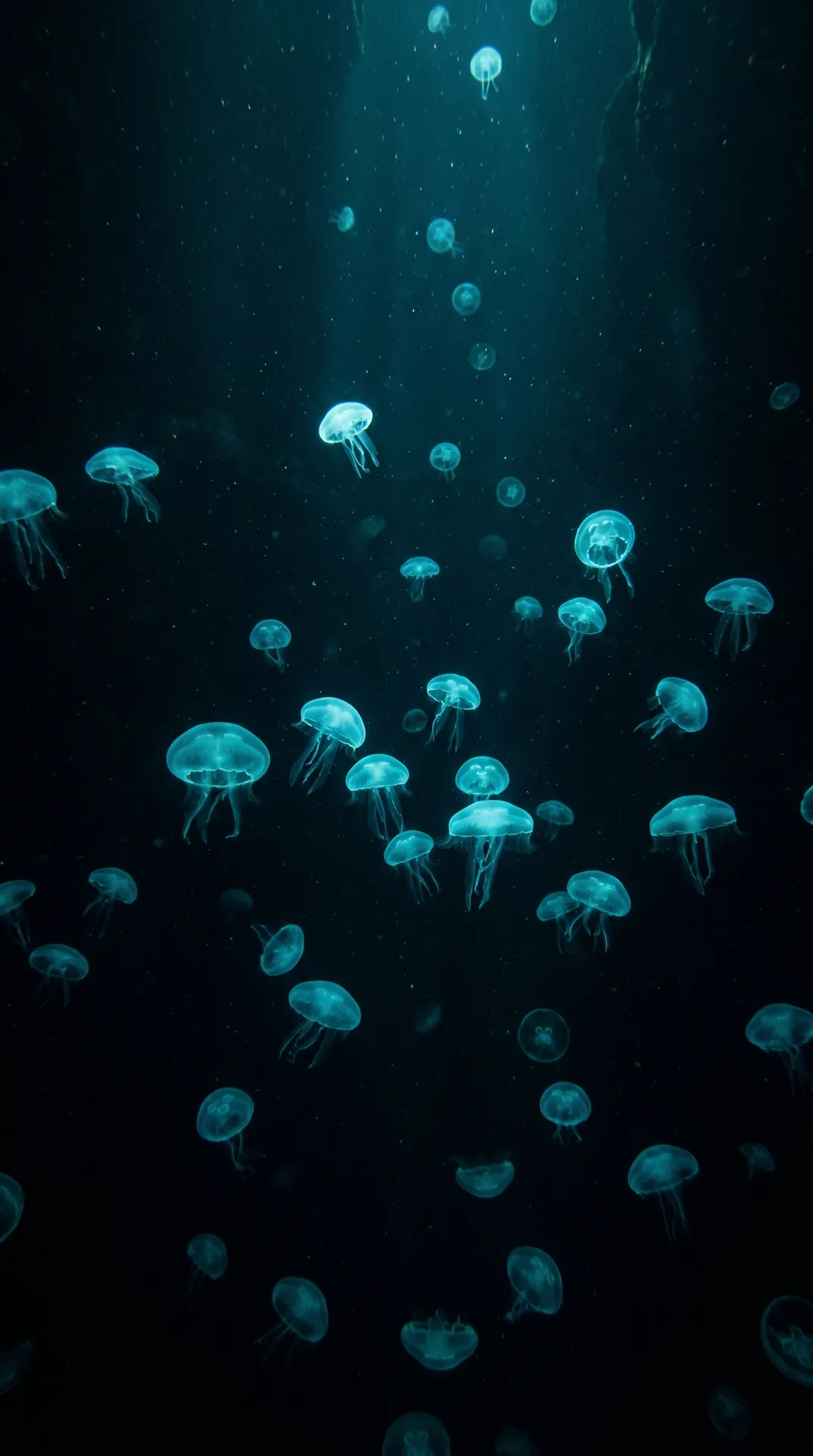Immortal Jellyfish 3