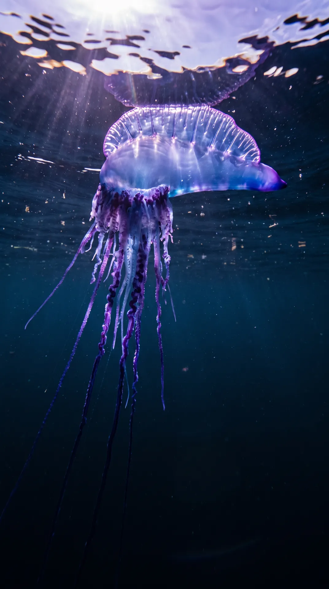 Portuguese Man o' War