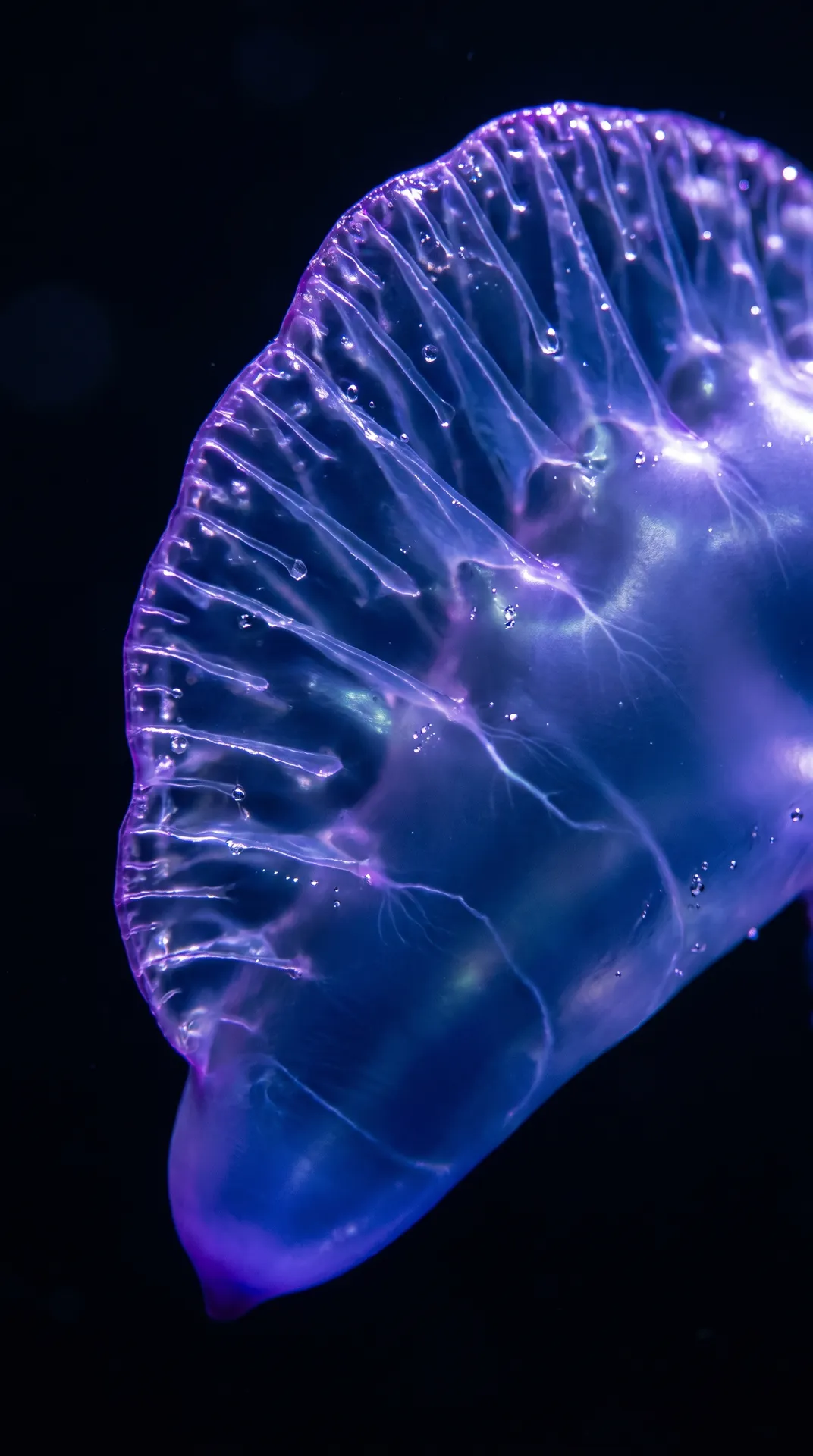 Portuguese Man o' War 2