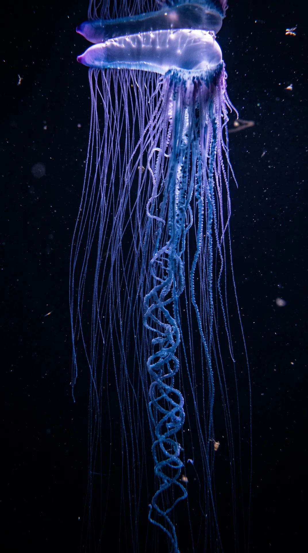 Portuguese Man o' War 3