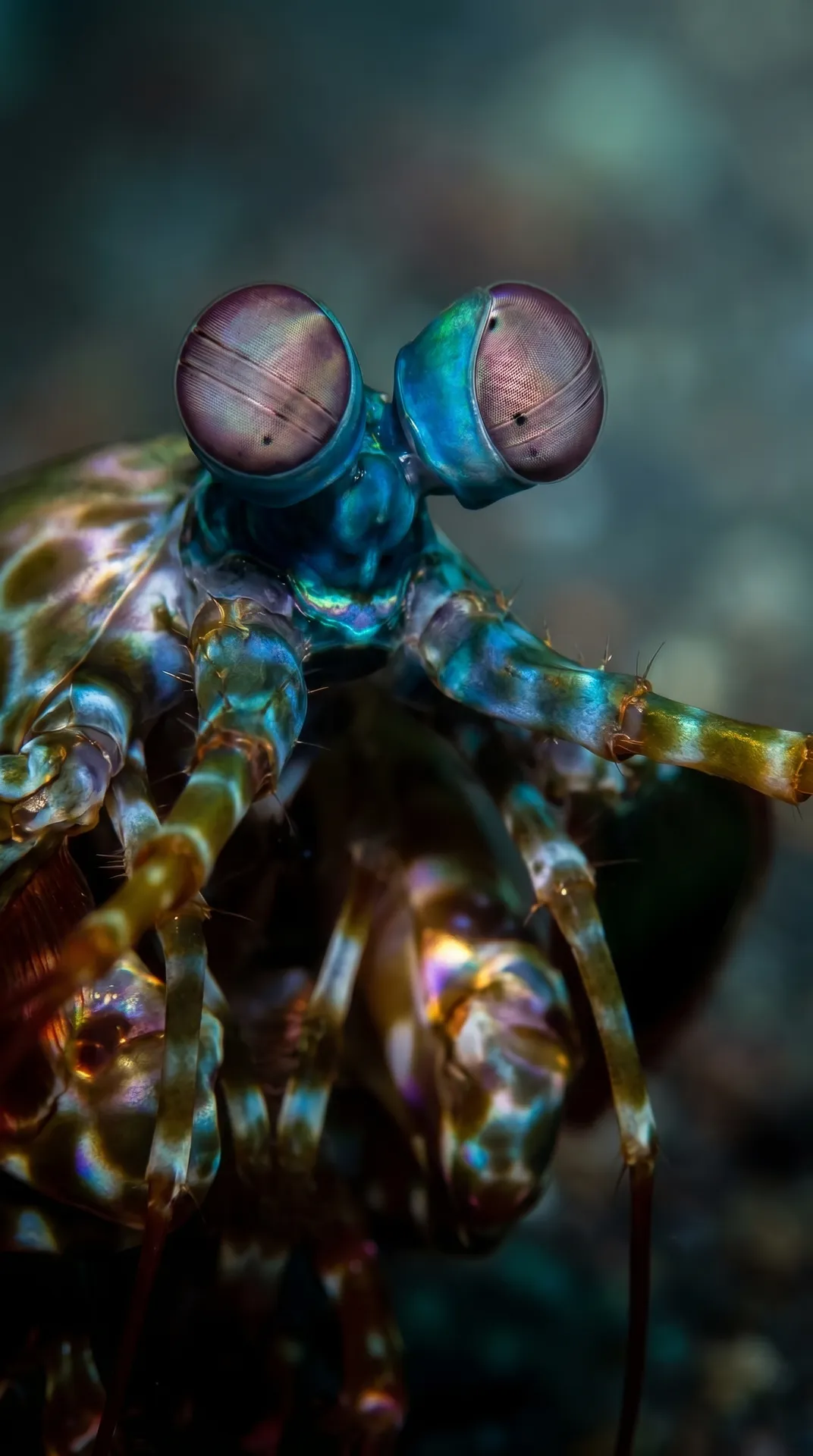 Mantis Shrimp 2