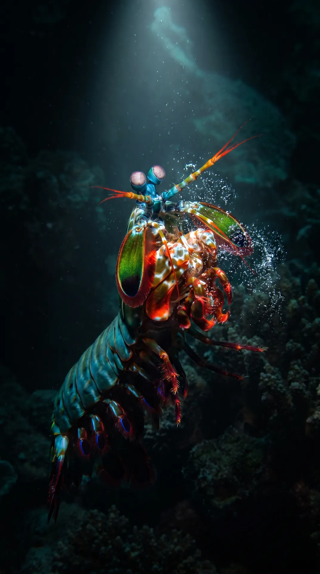 Mantis Shrimp 3