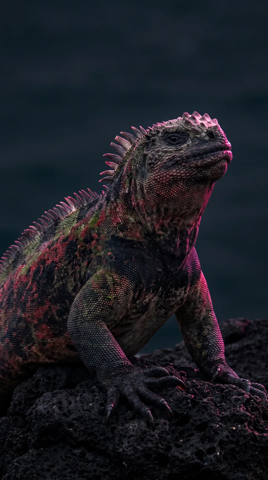 Marine Iguana