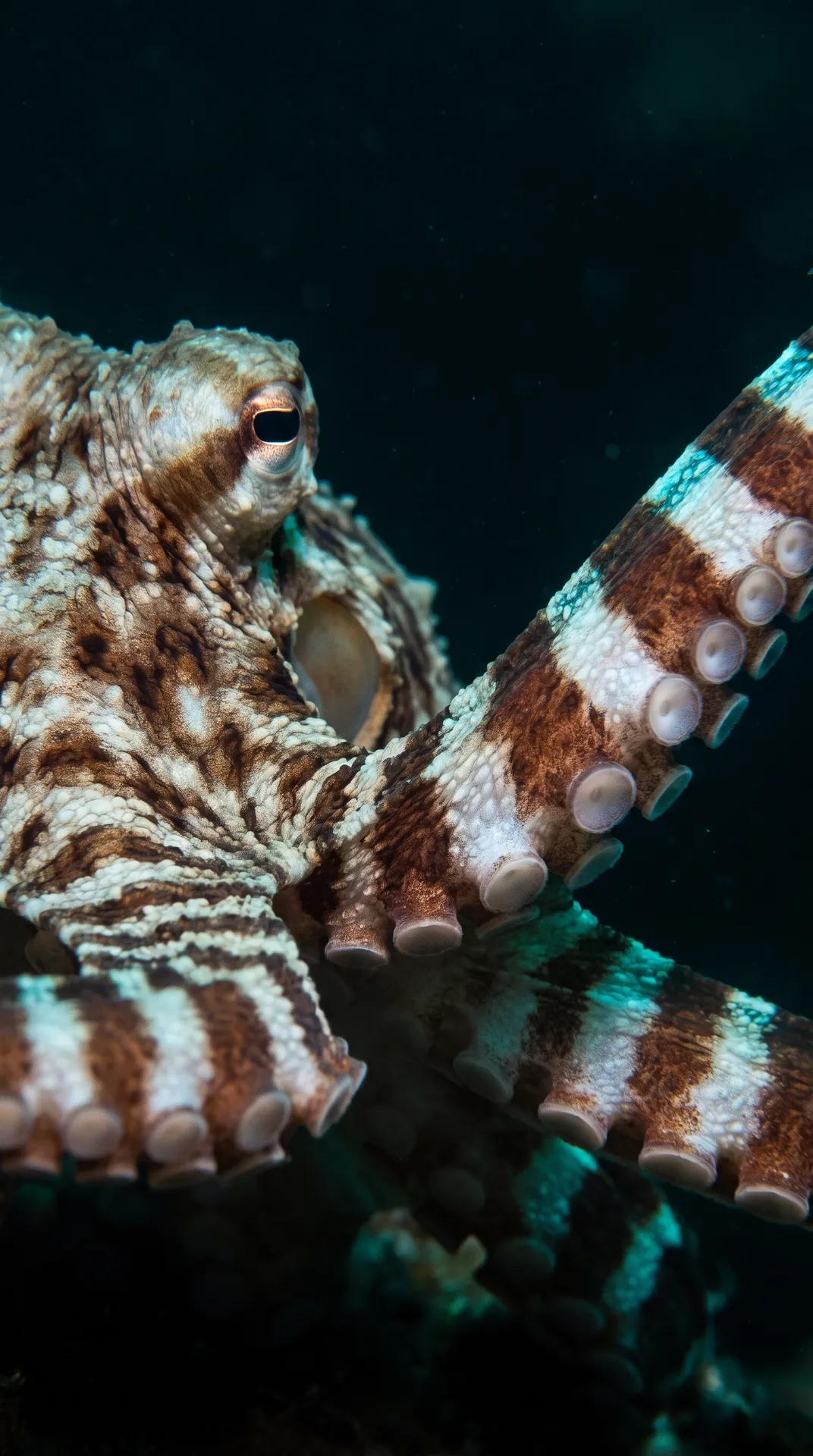 Mimic Octopus 2