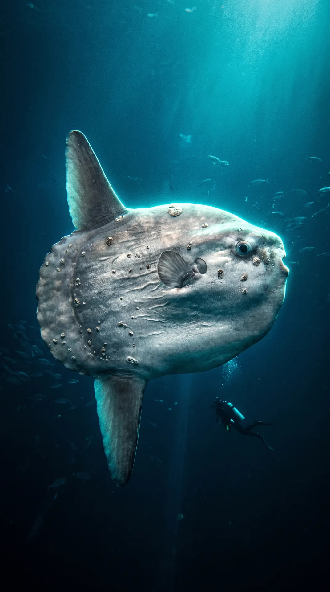 Ocean Sunfish