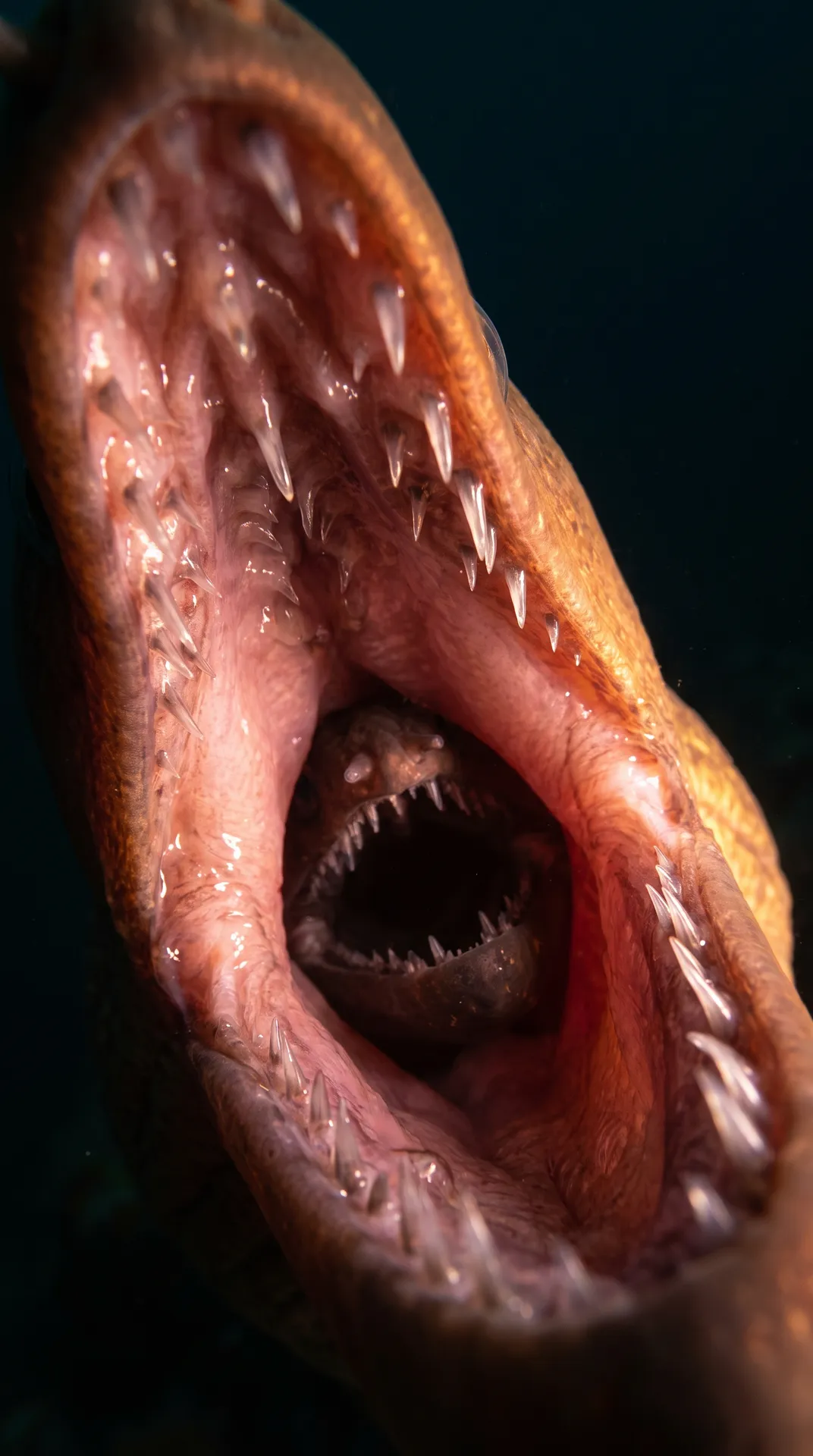 Moray Eel 2