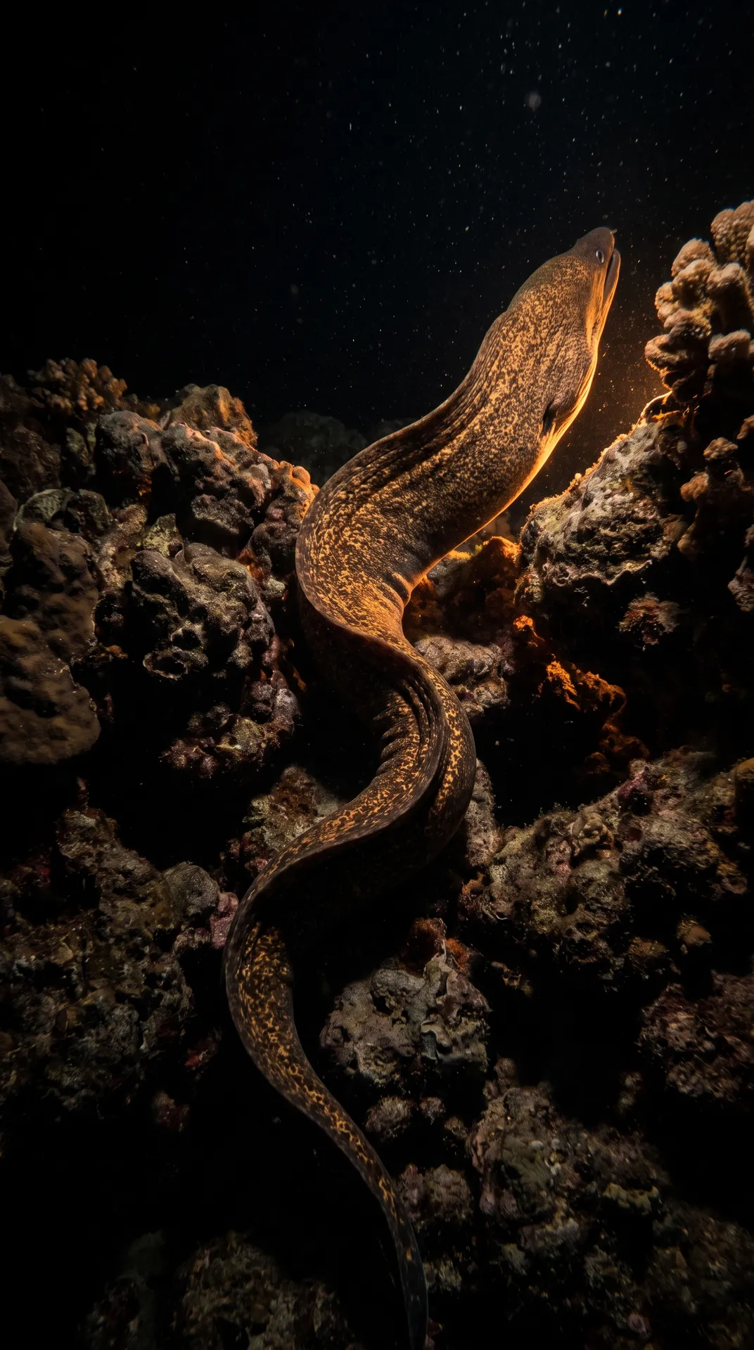 Moray Eel 3