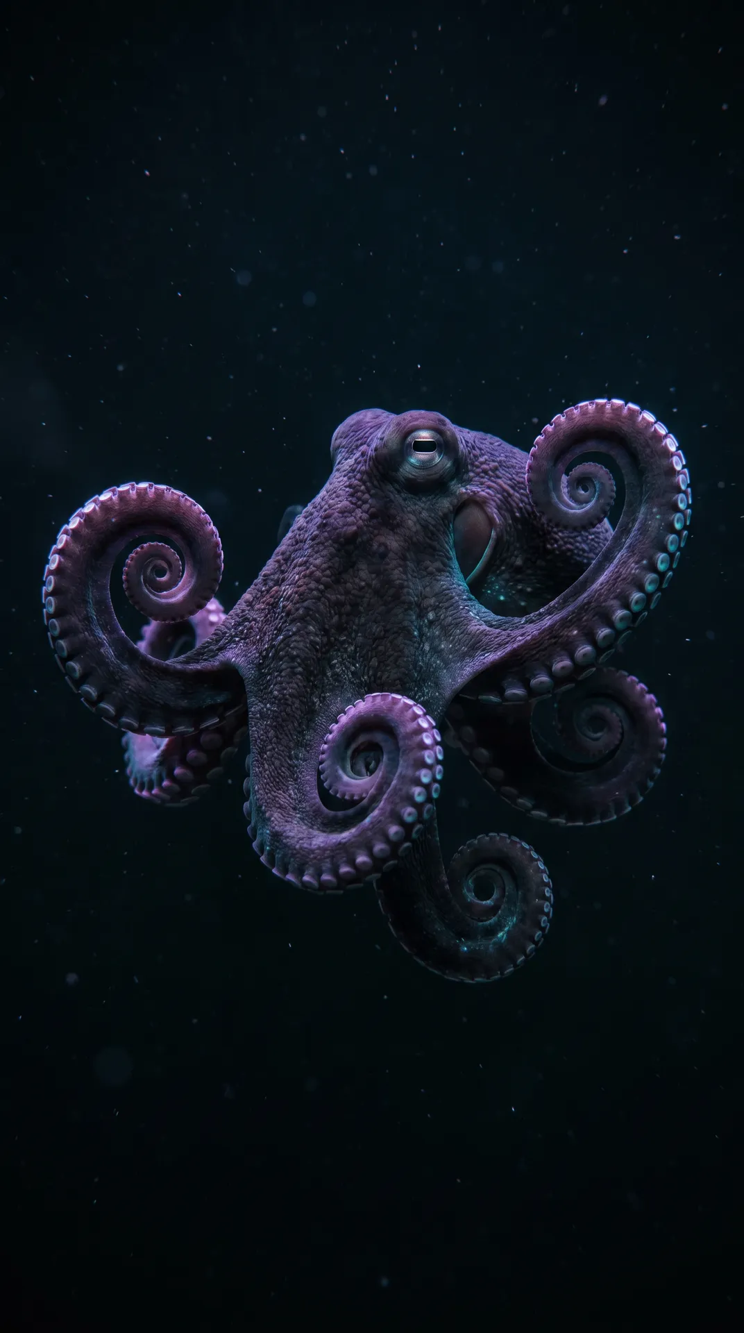 Octopus