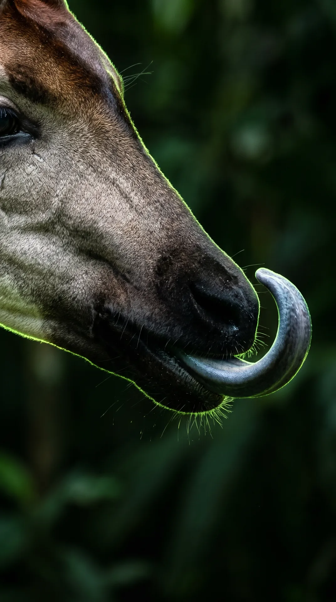 Okapi 2