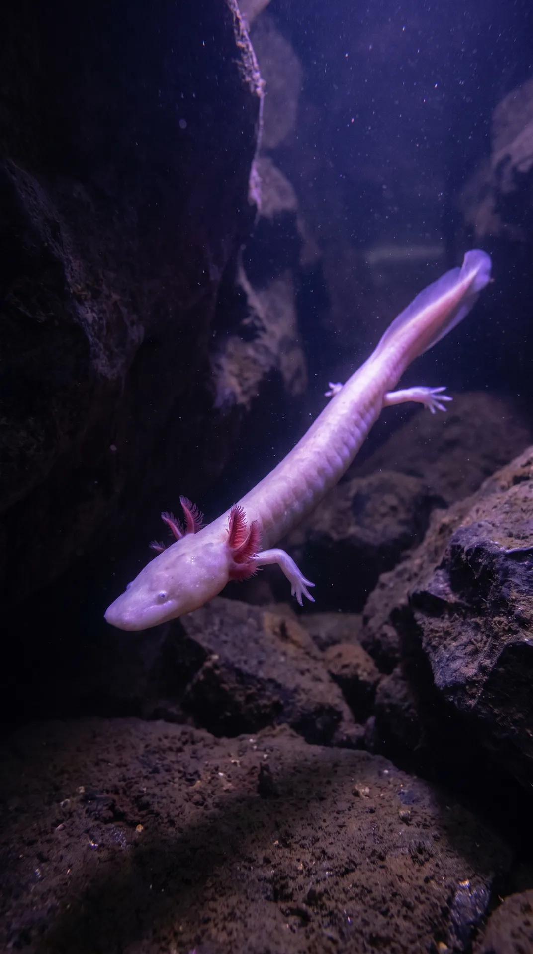 Olm