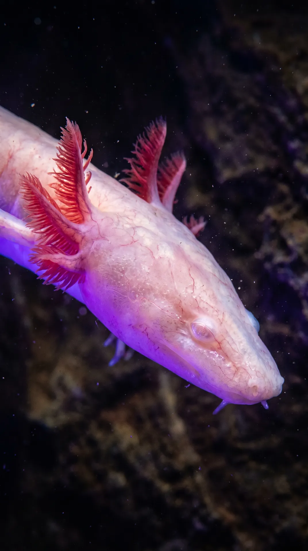 Olm 2