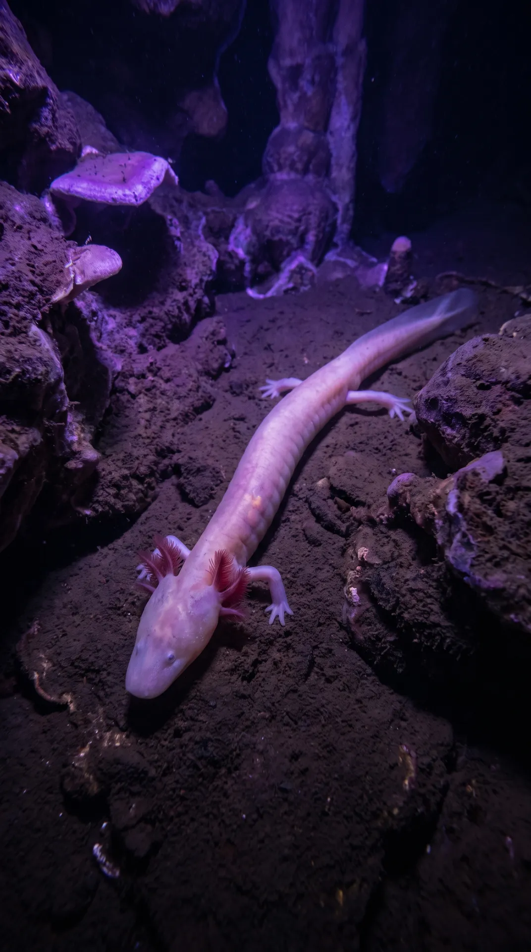 Olm 3