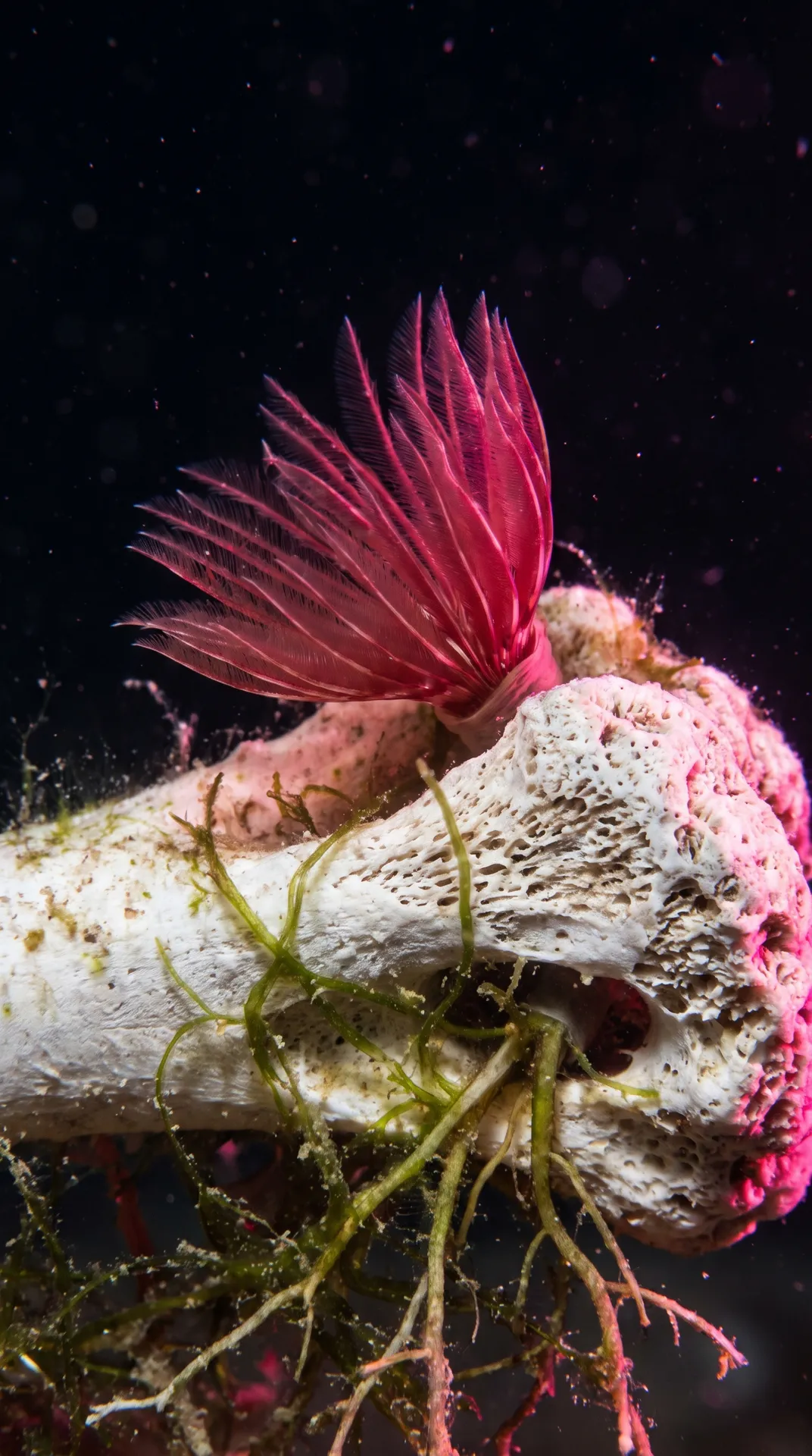 Bone-Eating Worm 2