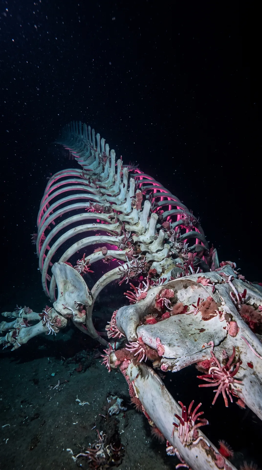 Bone-Eating Worm 3