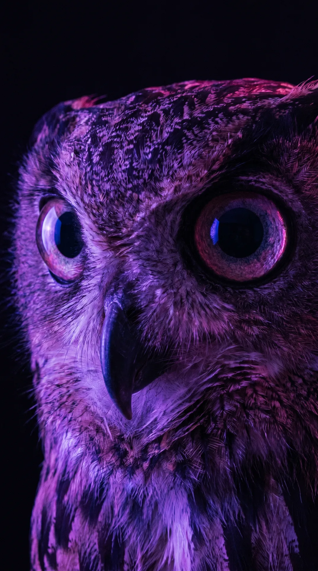 Owl 2