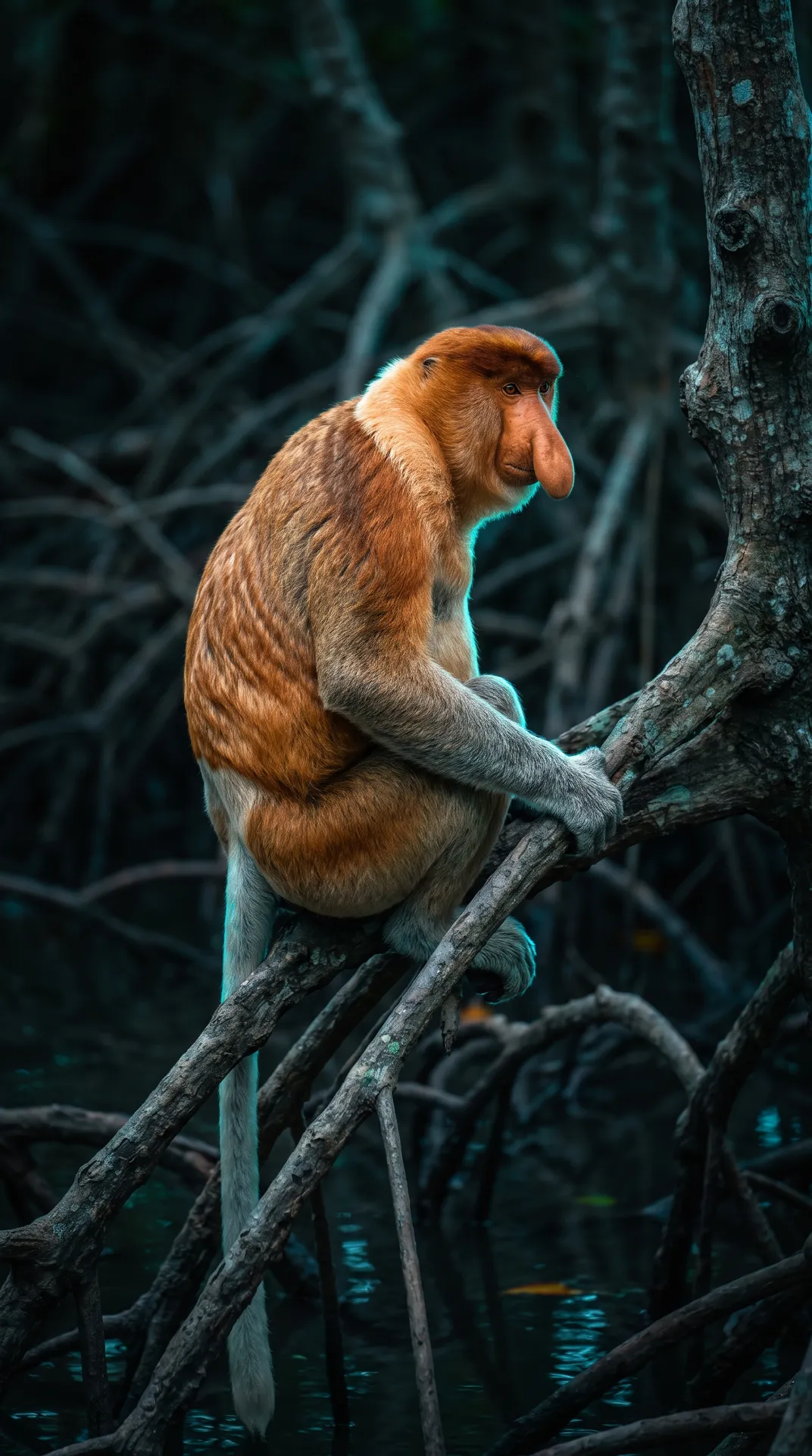 Proboscis Monkey