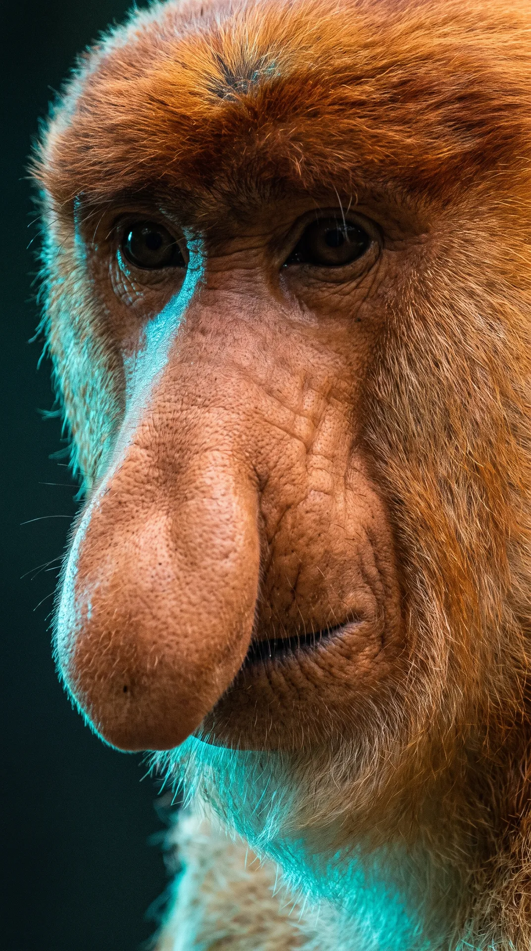 Proboscis Monkey 2